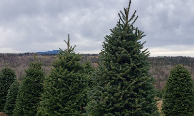 Sibgo Tree Company | NH Retail Christmas Trees