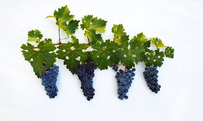 Hells Canyon Winery & Zhoo Zhoo