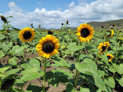 Finca El Girasol