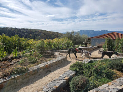 Petroni Vineyards