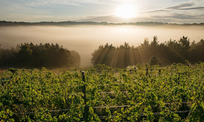 45 North Vineyard & Winery