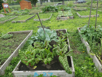 Hawthorne Avenue Farm.