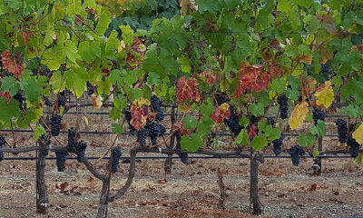 Theopolis Vineyards