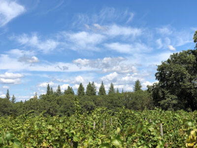 Madroña Vineyards