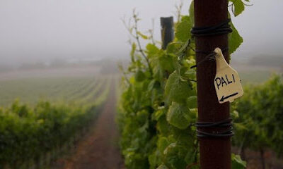Pali Wine Co.