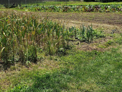 Binghamton Urban Farm