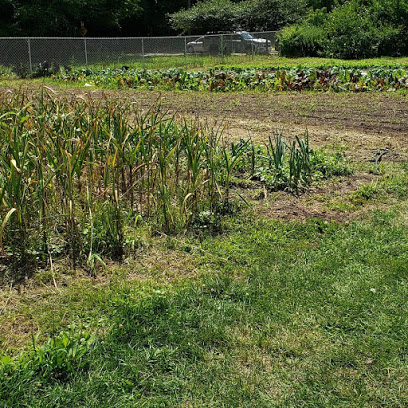 Binghamton Urban Farm