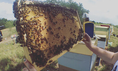 Prime Bees - Beekeepers & Bee Farm