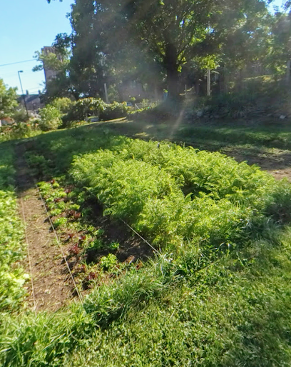 Yale Farm