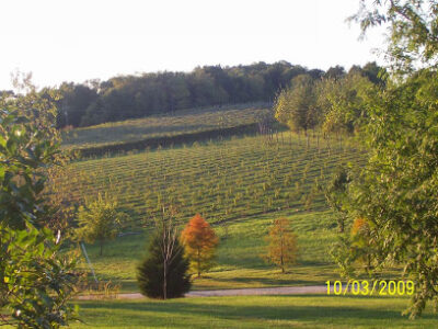 Lower Byrd Farm and Vineyards