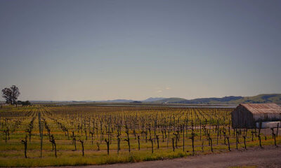 Ricci Vineyards | Carneros