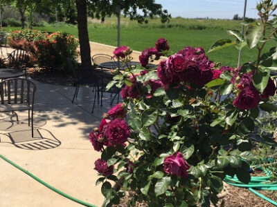 Julietta Winery