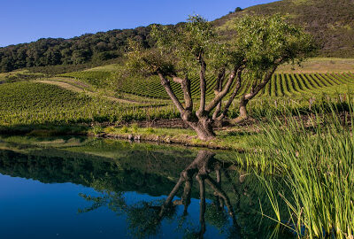 Schug Carneros Estate Winery