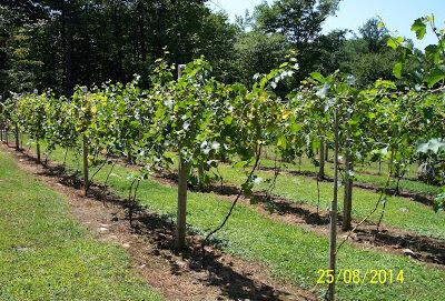 Queen Bee Vineyard