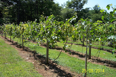 Queen Bee Vineyard