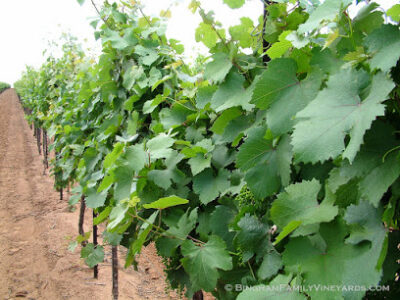 Bingham Family Vineyards Grapevine