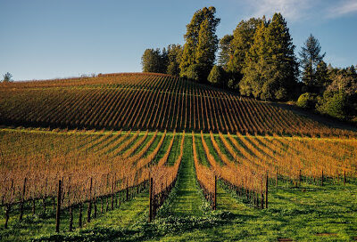 Ernest Vineyards