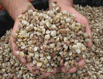 Intracoastal Aquaculture