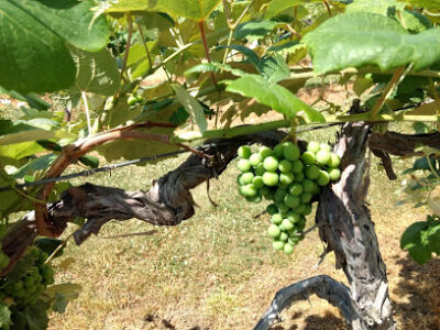 Odessa Country Winery LLC