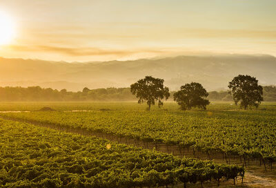 RIVINO Winery