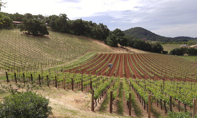 Gargiulo Vineyards