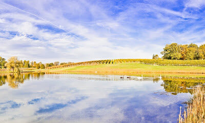 Keswick Vineyards