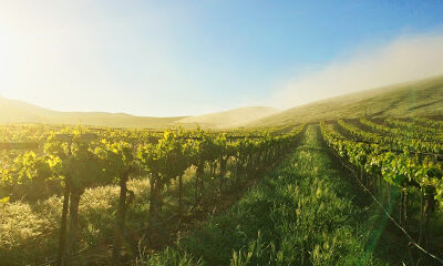 Cambria Winery