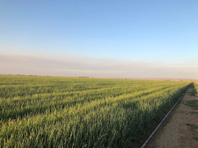 Gene Wheeler Farms