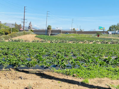 Strawberry Farm