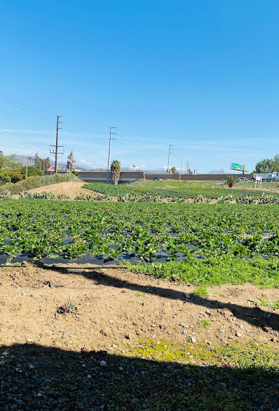 Strawberry Farm