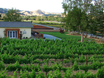 Sarah's Vineyard