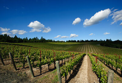 Artisan Excursion Wine Tours