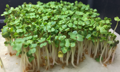 Flores Hydro Farm