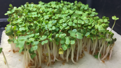 Flores Hydro Farm