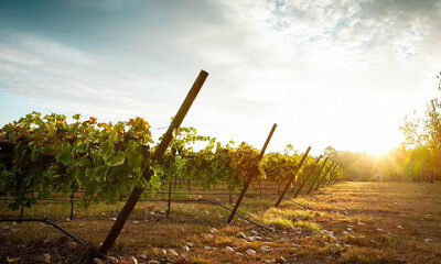 Kiepersol - The Grand Room, Winery, Distillery Tasting Room & Vineyard