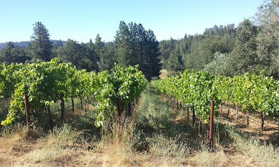 Baiocchi Family Vineyards