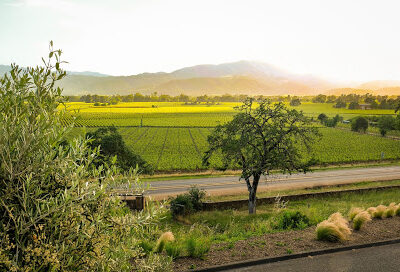 Miner Family Winery