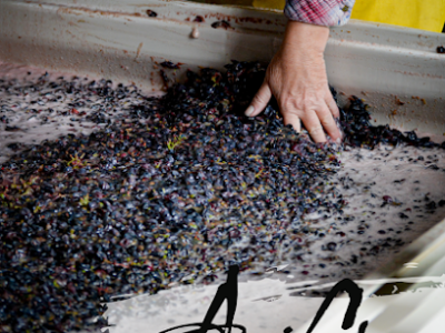 AniChe Cellars