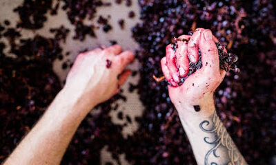 Pax Wines