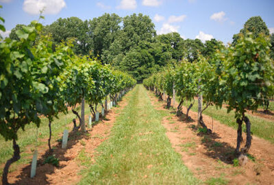 Brandywine Valley Wine Trail
