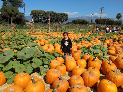 Lane Farms