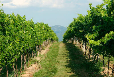 CrossKeys Vineyards