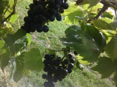Humble Hill Winery