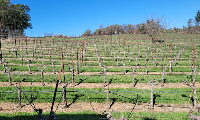 Robert Craig Winery