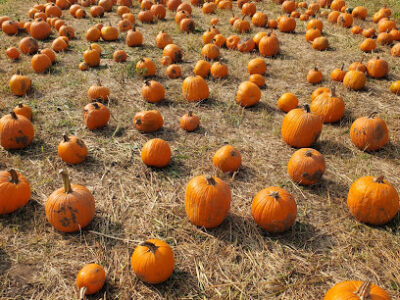Appleberry Farm