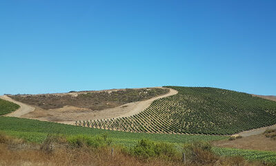 Rancho Real Vineyard
