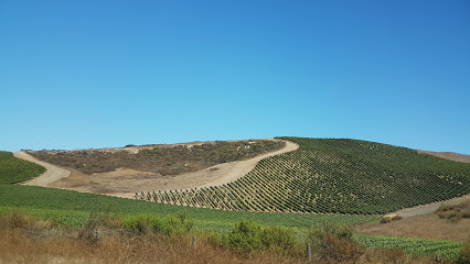 Rancho Real Vineyard