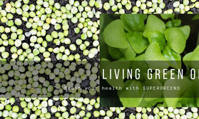 Living Green Organics