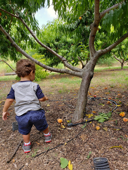 George Cornwell Orchard