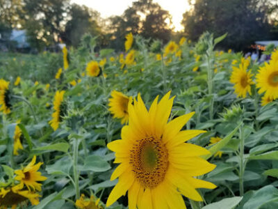 Millsap Farm